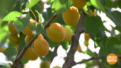 Абрикосовый сезон. Доброе утро. Фрагмент