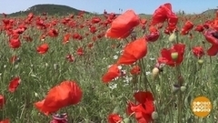 Целое море цветов! Фрагмент