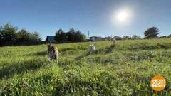 Вот оно какое, наше лето! Медовое, малиновое, пшеничное… Доброе утро. Фрагмент