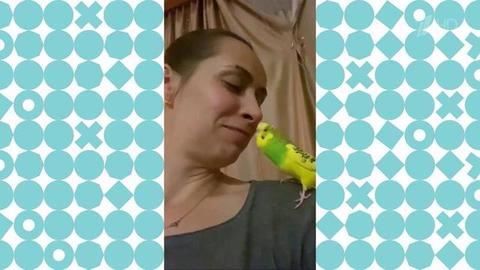 Попугай признается в любви. Видели видео? Фрагмент