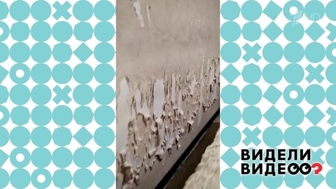 Кошка ободрала обои. Видели видео? Фрагмент