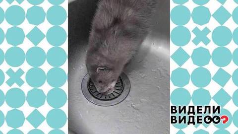 Норка в раковине. Видели видео? Фрагмент