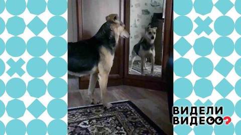 Собака и зеркало. Видели видео? Фрагмент