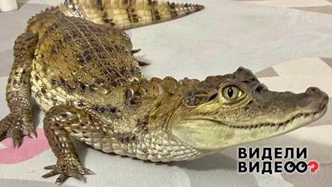 Домашний крокодил. Видели видео? Фрагмент