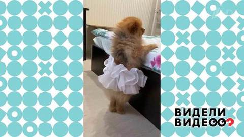 Шпиц в балетной пачке. Видели видео? Фрагмент