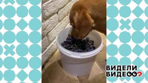Собака и виноград. Видели видео? Фрагмент