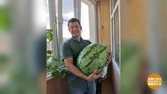 Зачем городу огород? Доброе утро. Фрагмент