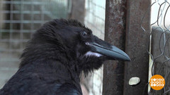 Ворон – птица умная! Доброе утро. Фрагмент
