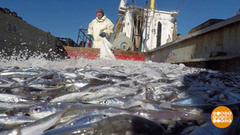 Охлажденная рыба: как проверить свежесть. Доброе утро. Фрагмент