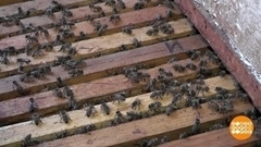 Где живут пчелы. Доброе утро. Суббота. Фрагмент