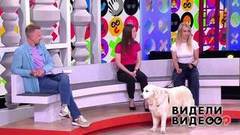 Кошка разгромила ветеринарный кабинет; золотистый ретривер отдыхает в луже. Видели видео? Часть 1