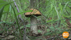 Грибы пошли! Фрагмент