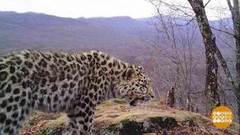 В заповедниках — пополнение. Доброе утро. Фрагмент