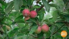 Яблоки, отправляйтесь в термос! Доброе утро. Фрагмент