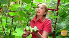 Дачные эксперименты: что выросло, то выросло. Доброе утро. Суббота. Фрагмент