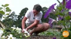 Айда на грядки! Даешь посадки! Доброе утро. Фрагмент