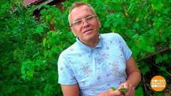 Полезная смородина. Доброе утро. Фрагмент