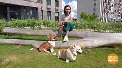 Выгуливаем собак — в паре. Доброе утро. Суббота. Фрагмент