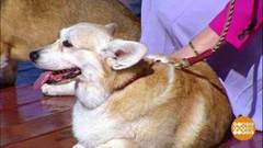 Ася Титова, Плюша и Корица.Доброе утро. Суббота. Фрагмент