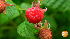 Малина: полезно все! Доброе утро. Фрагмент