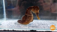 Непростая судьба морских коньков. Доброе утро. Фрагмент