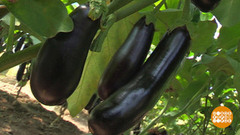 Самый-самый баклажан. Доброе утро. Фрагмент