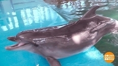 В гости к дельфинам и китам. Доброе утро. Суббота. Фрагмент