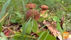 Грибы: не уверен — не срезай. Доброе утро. Фрагмент