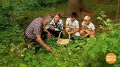 Лесные ягоды: как опознать ядовитую. Доброе утро. Фрагмент