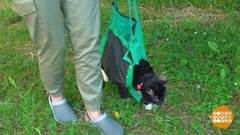 Несем кота гулять. Доброе утро. Фрагмент