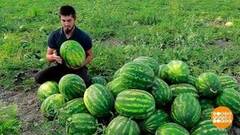 Арбузы со всей страны: где самые сладкие? Доброе утро. Фрагмент