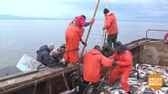 Праздник в честь горбуши. Доброе утро. Фрагмент
