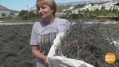 По грибы, по ягоды: собрать и заработать. Доброе утро. Фрагмент