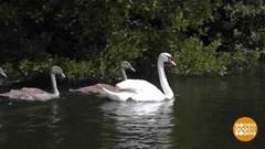 Как считают королевских лебедей. Доброе утро. Фрагмент