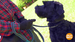 Собака-"пылесос": учим хорошим манерам. Доброе утро. Фрагмент