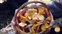 Где прячутся грибы. Доброе утро. Фрагмент