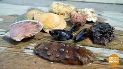 Устрицы, мидии и гребешки по-нашему. Доброе утро. Фрагмент