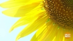 Семечки нового урожая: остановиться невозможно. Доброе утро. Фрагмент