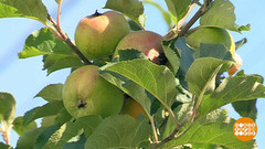 Яблоки? На любой вкус! Доброе утро. Фрагмент