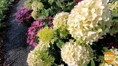 Сады цветут — в Царицыно. Опять! Доброе утро. Фрагмент