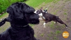 Собака на прогулке. Чужих — игнорируем. Доброе утро. Фрагмент