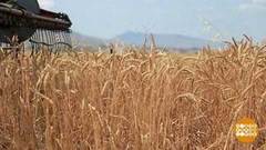 Как сохранить урожай? Доброе утро. Фрагмент