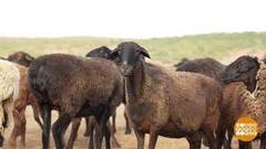 Овца: поймать и подстричь. Доброе утро. Фрагмент