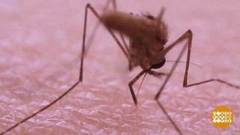 Цветы против комаров. Доброе утро. Фрагмент