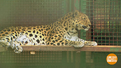 Зоопарк: про ветеринаров и пациентов. Доброе утро. Фрагмент