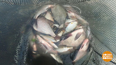 Наживка будет свежей! Доброе утро. Фрагмент