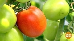 Как заработать на сборе урожая. Доброе утро. Фрагмент