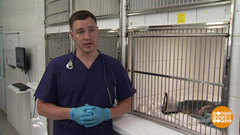 Ветеринары спешат на помощь. Доброе утро. Фрагмент