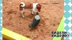 Ворона и собака не поделили палку. Видели видео? Фрагмент