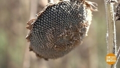 Подсолнечное масло: от семечка до бутылки. Доброе утро. Фрагмент